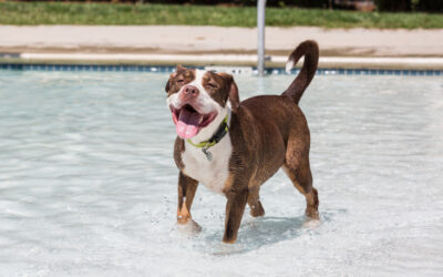 Summer Adventures Take a Toll: Is Your Dog Feeling It?