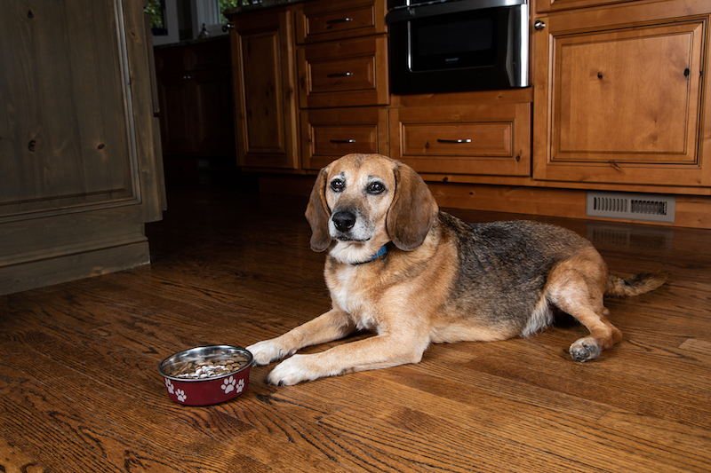 Senior Pets Cannot Make Digestive Enzymes