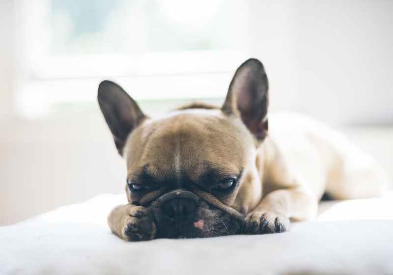 Mystery on Dog Respiratory Illness’s Spread
