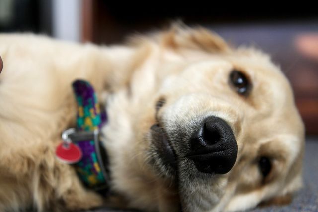 Kidney Health & Hydration: How to Know if Your Pet is Quietly Dehydrated